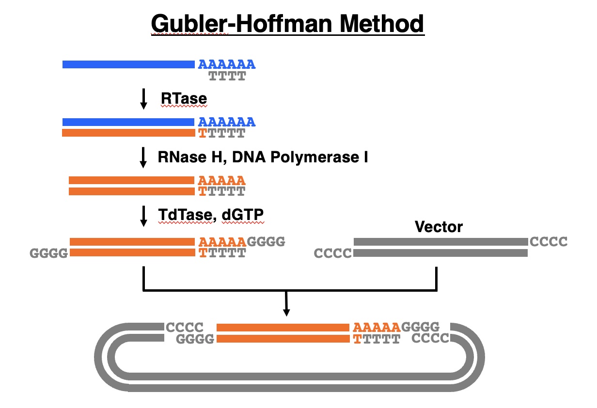 Gubler-Hoffman method